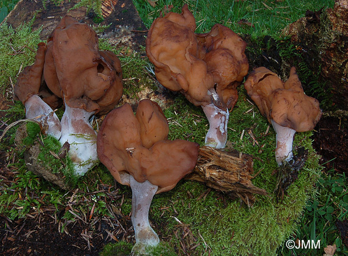 Gyromitra infula