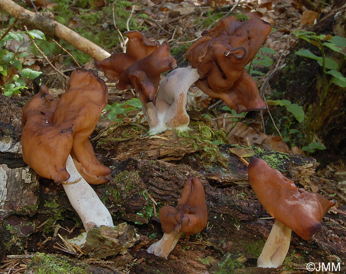 Gyromitra infula