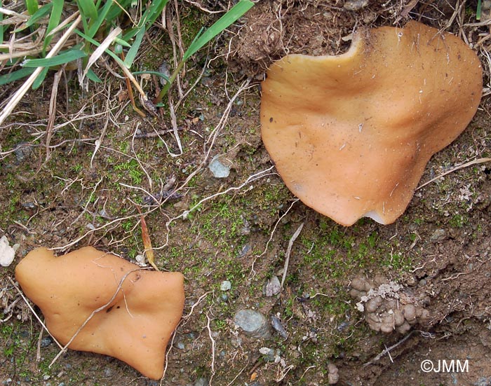 Gyromitra leucoxantha