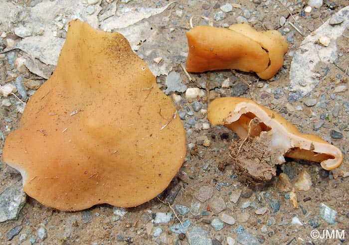 Gyromitra leucoxantha