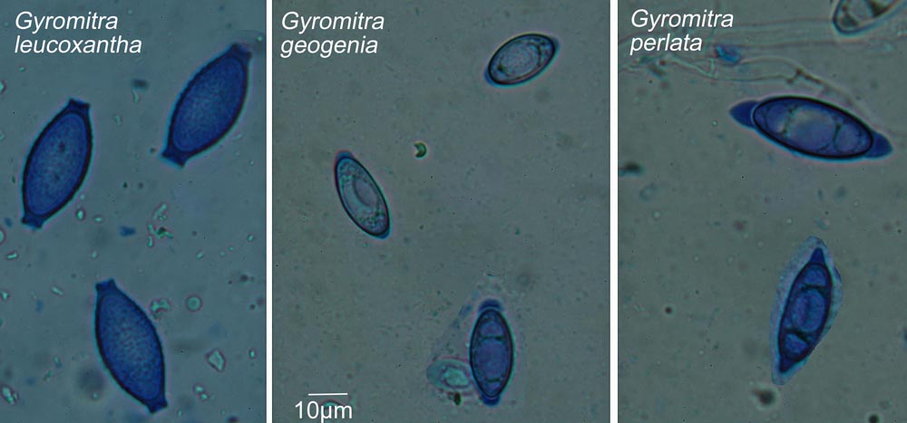 Spores de 3 espces de la section Discina 