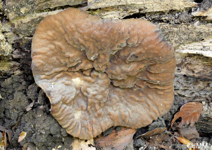 Gyromitra martinii = Discina martinii