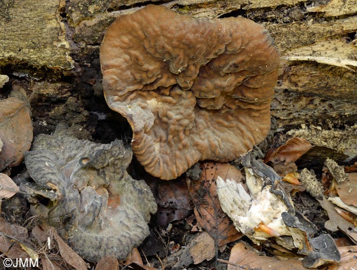 Gyromitra martinii = Discina martinii