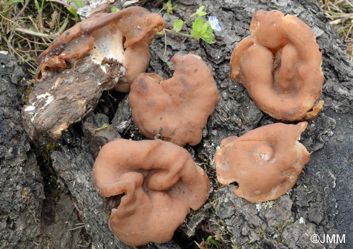 Gyromitra parma