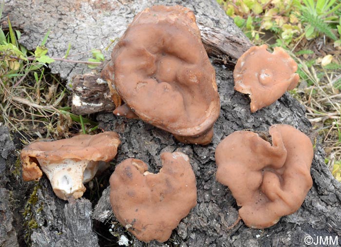 Gyromitra parma