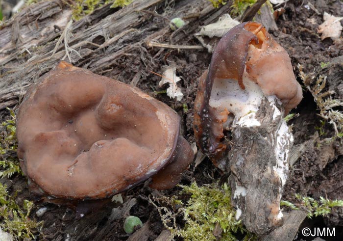 Gyromitra parma