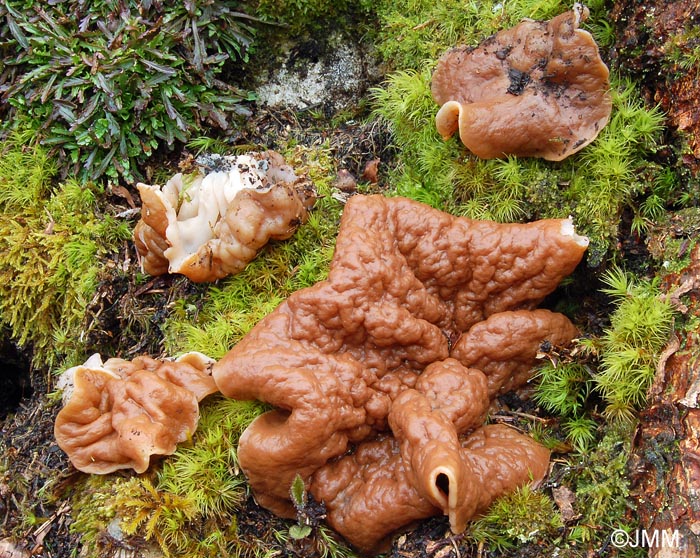 Gyromitra perlata = Discina perlata = Discina ancilis