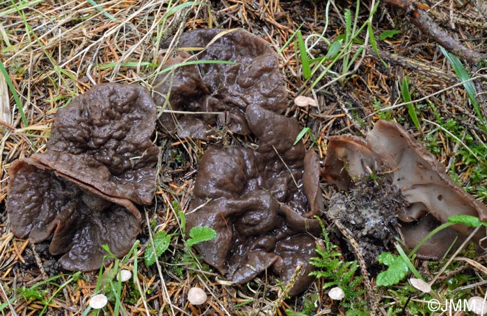 Gyromitra perlata = Discina perlata = Discina ancilis