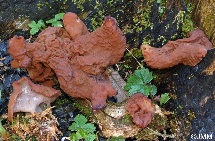 Gyromitra perlata = Discina perlata = Discina ancilis