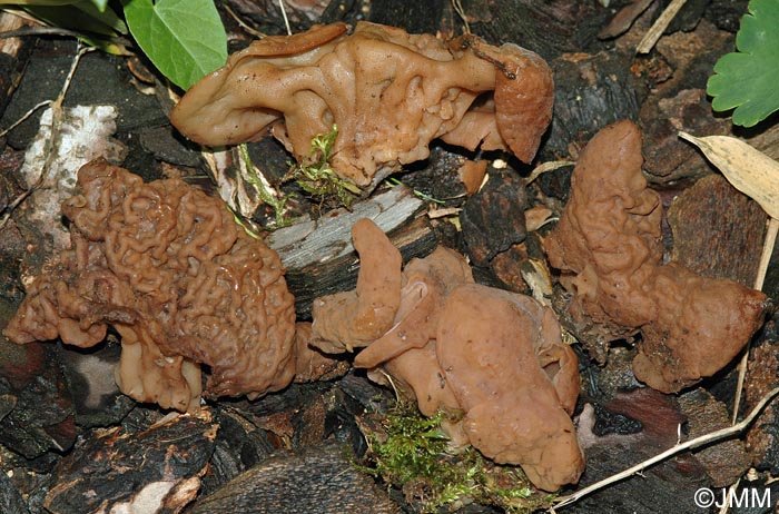 Gyromitra perlata = Discina perlata = Discina ancilis