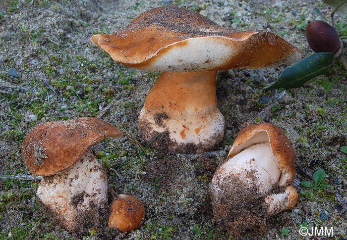 Gyroporus ammophilus