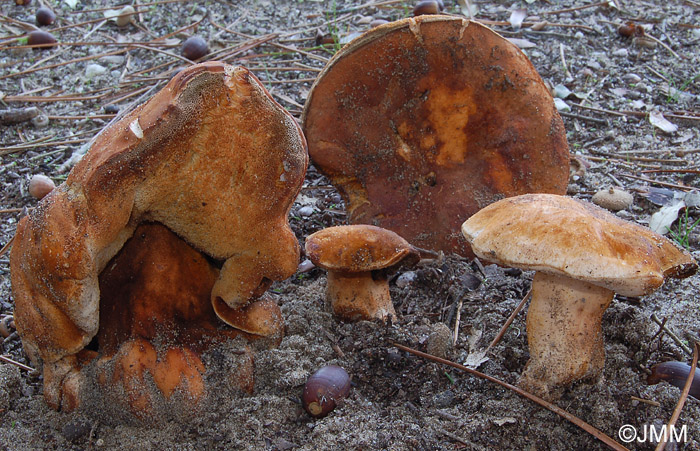 Gyroporus ammophilus