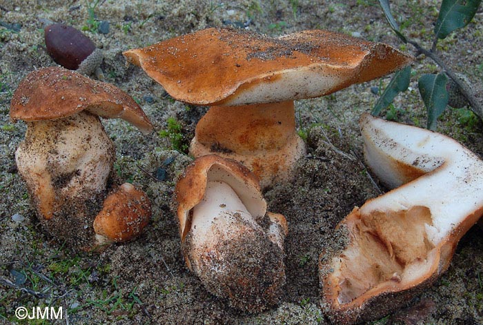 Gyroporus ammophilus