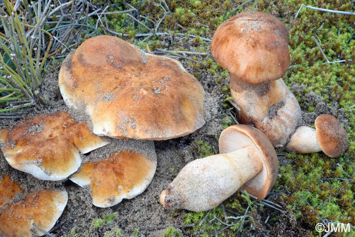 Gyroporus ammophilus