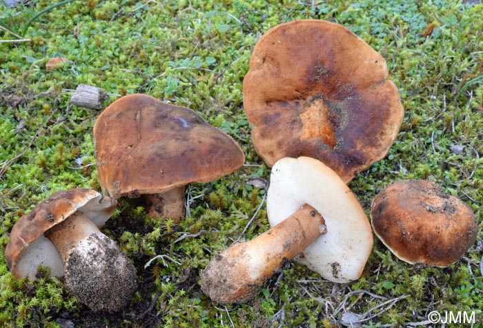 Gyroporus ammophilus