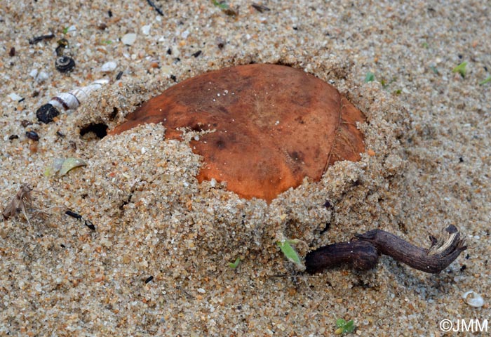 Gyroporus ammophilus