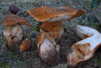 Gyroporus ammophilus