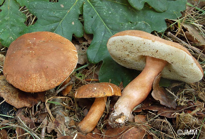 Gyroporus castaneus