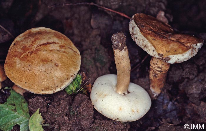 Gyroporus castaneus