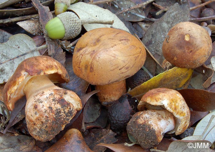 Gyroporus castaneus