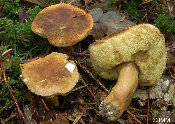 Gyroporus castaneus