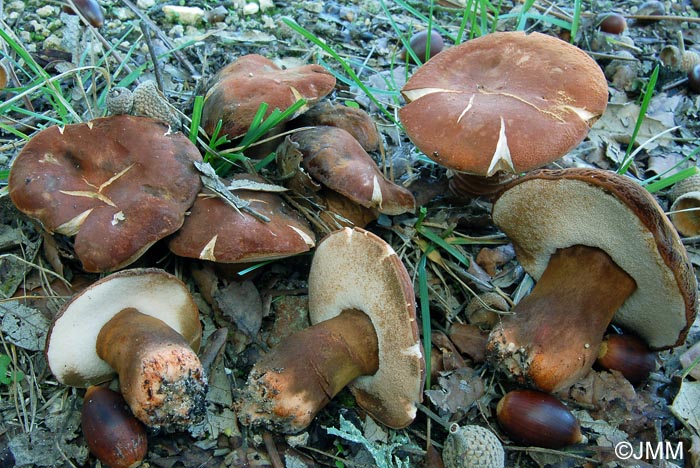 Gyroporus castaneus var. velutinus