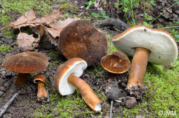 Gyroporus castaneus var. velutinus