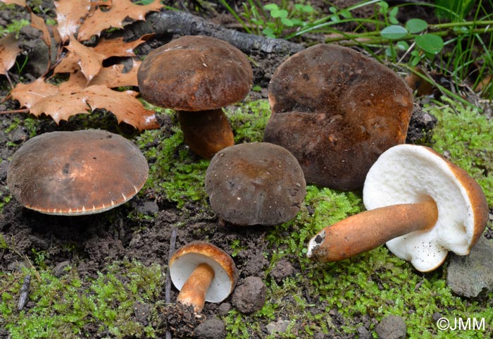 Gyroporus castaneus var. velutinus