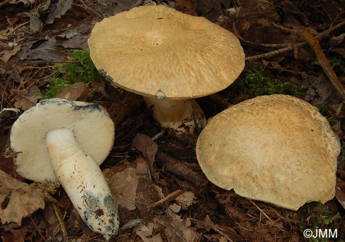 Gyroporus cyanescens