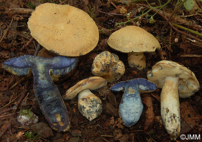 Gyroporus cyanescens