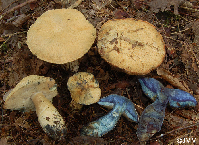 Gyroporus cyanescens