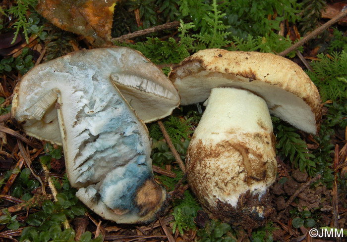 Gyroporus cyanescens