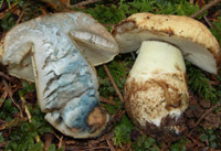 Gyroporus cyanescens