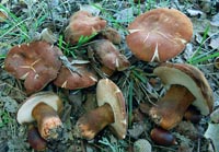 Gyroporus castaneus var. velutinus