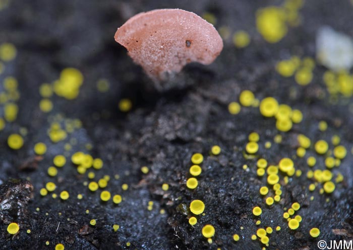 Hamatocanthoscypha uncipila & Ombrophila janthina