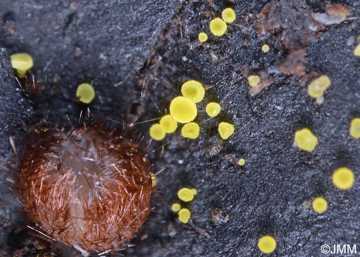 Hamatocanthoscypha uncipila & Trichophaea gregaria