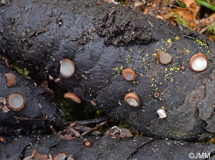 Hamatocanthoscypha uncipila & Trichophaea gregaria