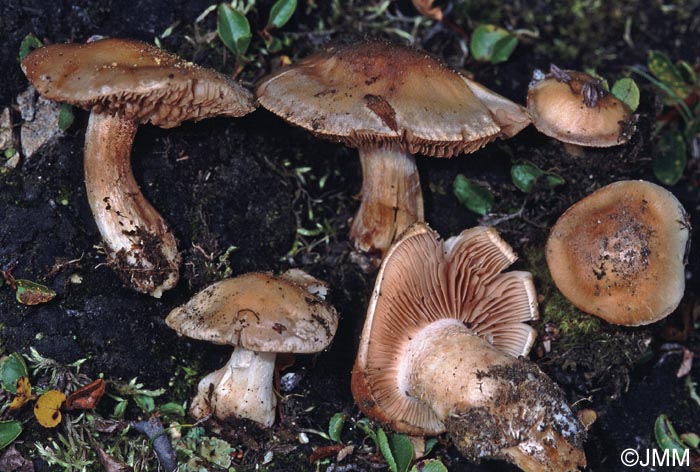 Hebeloma alpinum = Hebeloma crustuliniforme var. alpinum