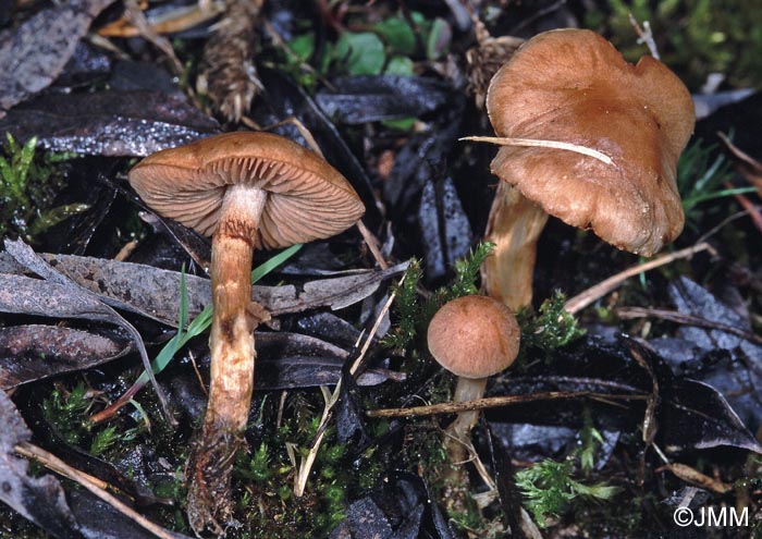 Hebeloma collariatum