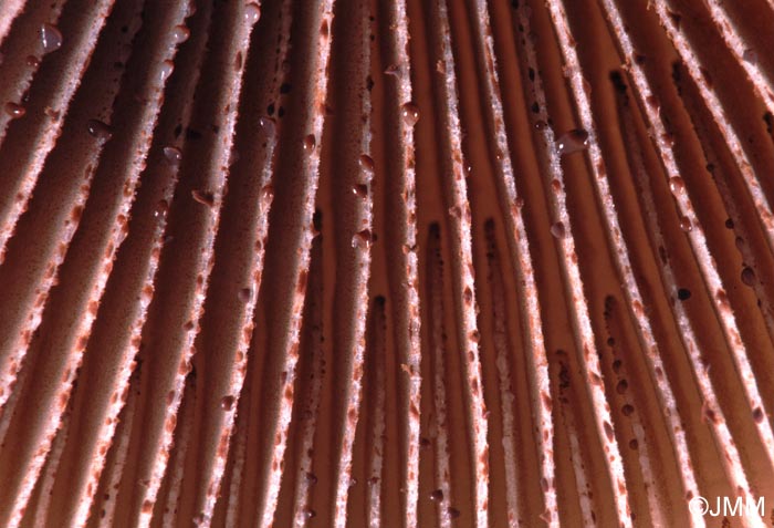 Hebeloma crustuliniforme : détail des gouttelettes brunes sur l'arête des lames