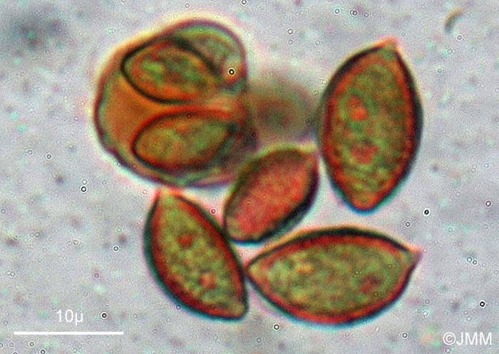 Hebeloma gigaspermum : spores