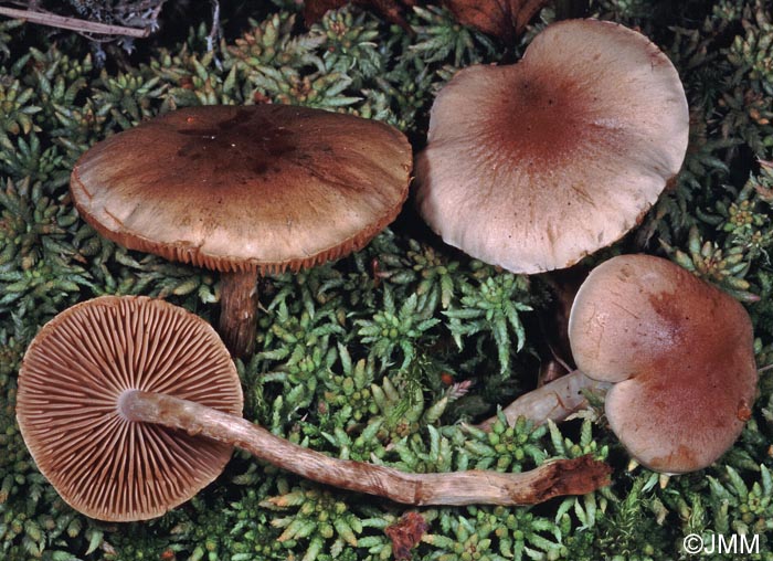 Hebeloma helodes