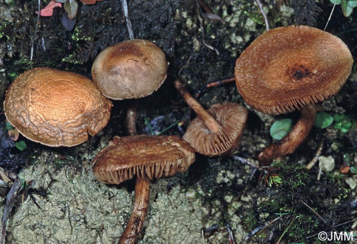 Hebeloma hetieri