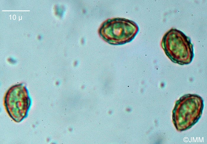 Hebeloma hetieri : spores