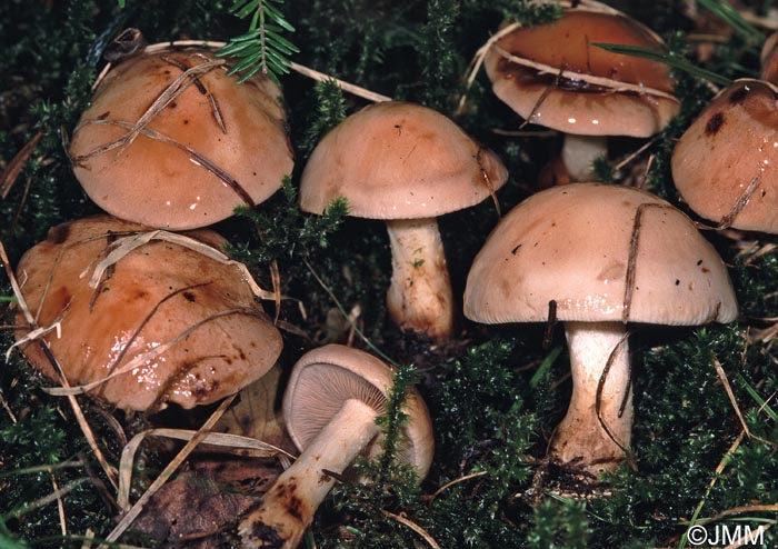 Hebeloma laterinum = Hebeloma edurum