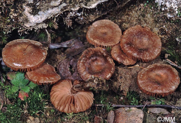 Hebeloma marginatulum = Hebeloma versipelle var. marginatulum