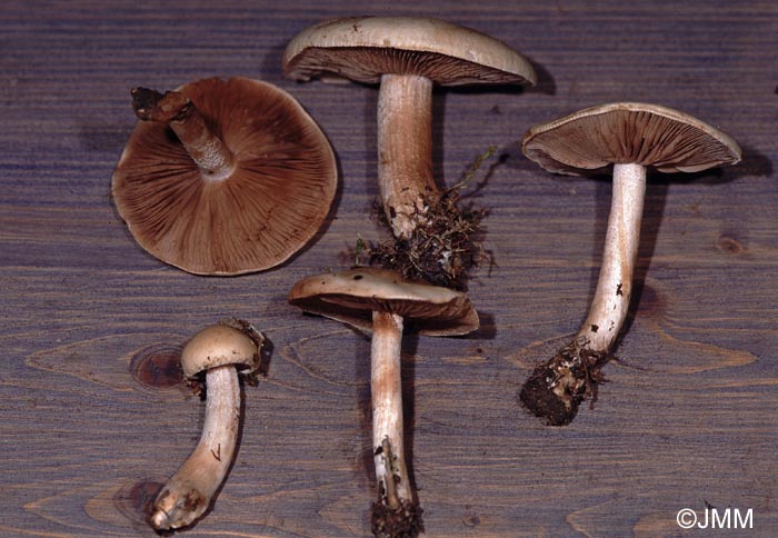 Hebeloma populinum