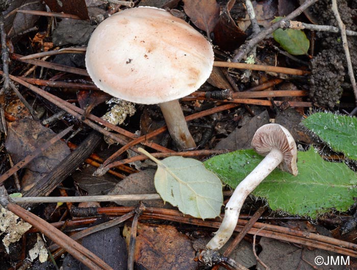 Hebeloma porphyrosporum = Hebeloma sarcophyllum