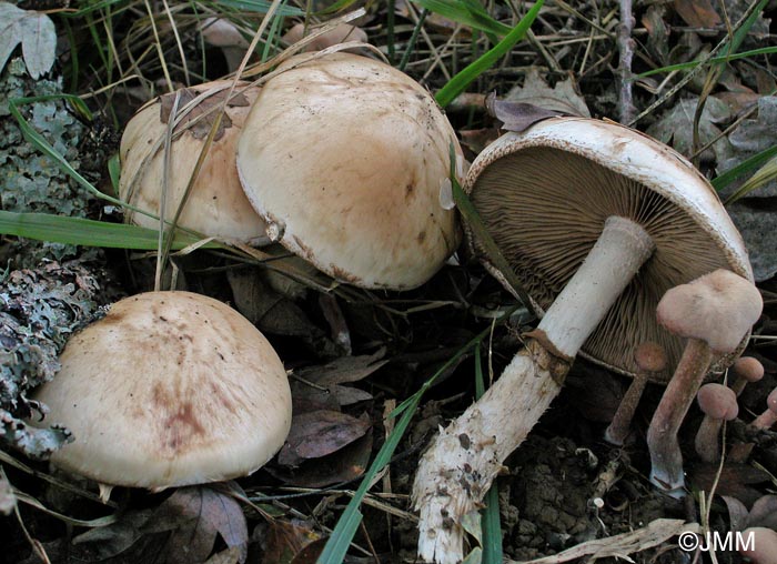 Hebeloma radicosum