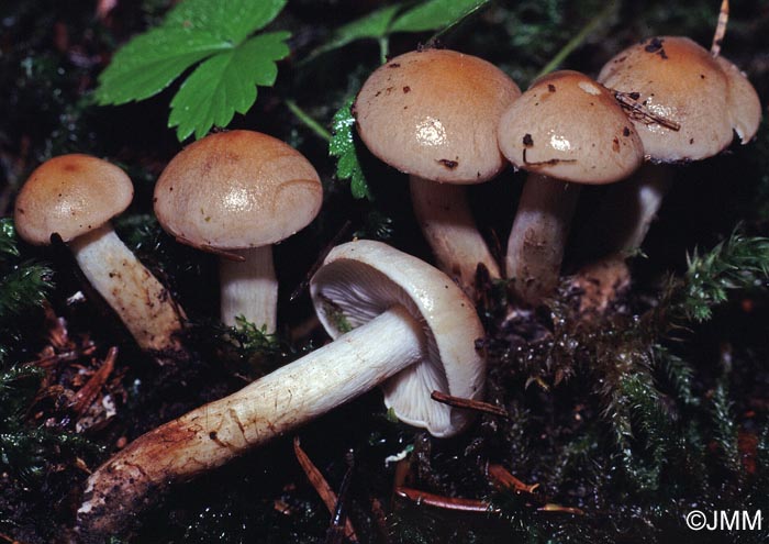 Hebeloma sacchariolens